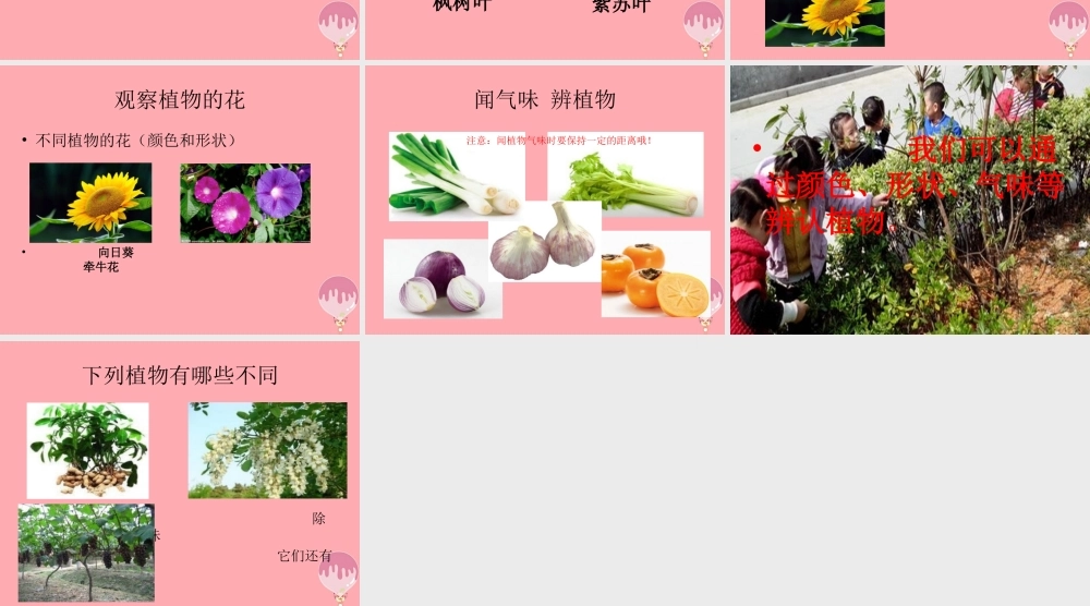 一年级科学上册 第5课 认识植物课件 冀教版-冀教版小学一年级上册自然科学课件