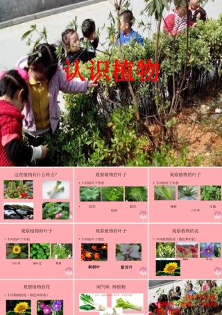 一年级科学上册 第5课 认识植物课件 冀教版-冀教版小学一年级上册自然科学课件