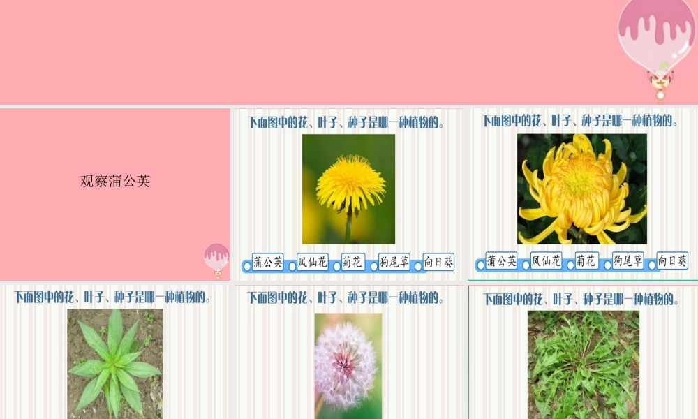一年级科学上册 第6课 观察蒲公英课件 冀教版-冀教版小学一年级上册自然科学课件