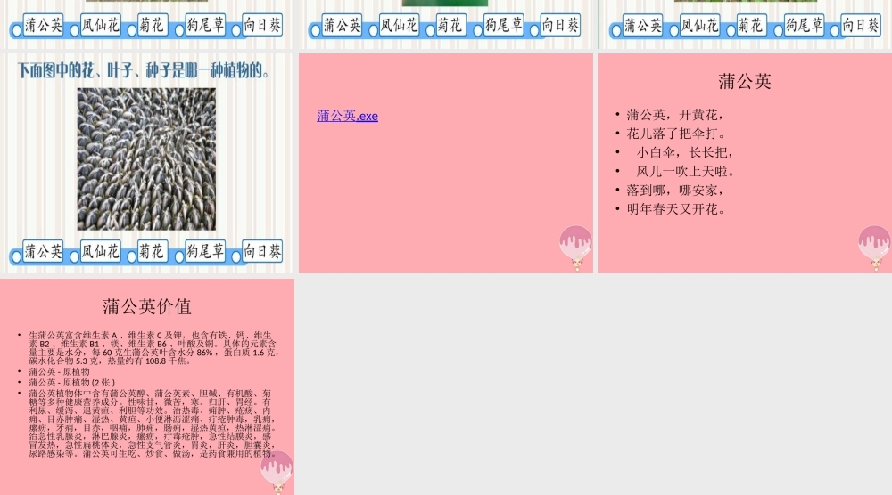 一年级科学上册 第6课 观察蒲公英课件 冀教版-冀教版小学一年级上册自然科学课件
