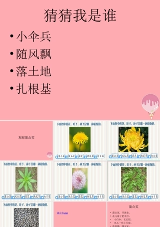 一年级科学上册 第6课 观察蒲公英课件 冀教版-冀教版小学一年级上册自然科学课件