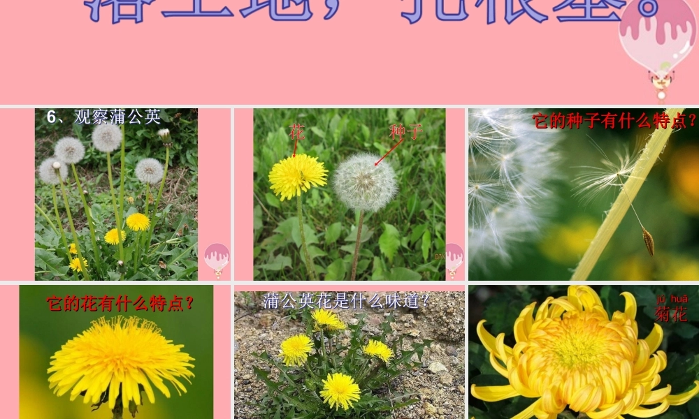 一年级科学上册 第6课 观察蒲公英课件1 冀教版-冀教版小学一年级上册自然科学课件