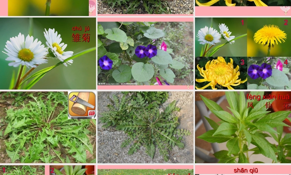 一年级科学上册 第6课 观察蒲公英课件1 冀教版-冀教版小学一年级上册自然科学课件