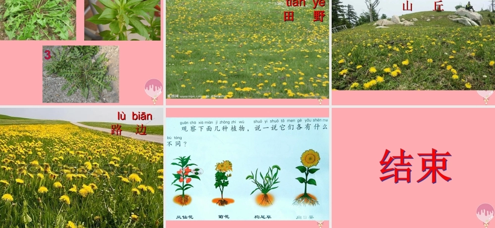 一年级科学上册 第6课 观察蒲公英课件1 冀教版-冀教版小学一年级上册自然科学课件