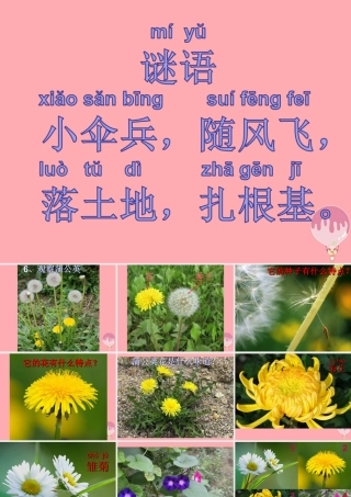 一年级科学上册 第6课 观察蒲公英课件1 冀教版-冀教版小学一年级上册自然科学课件