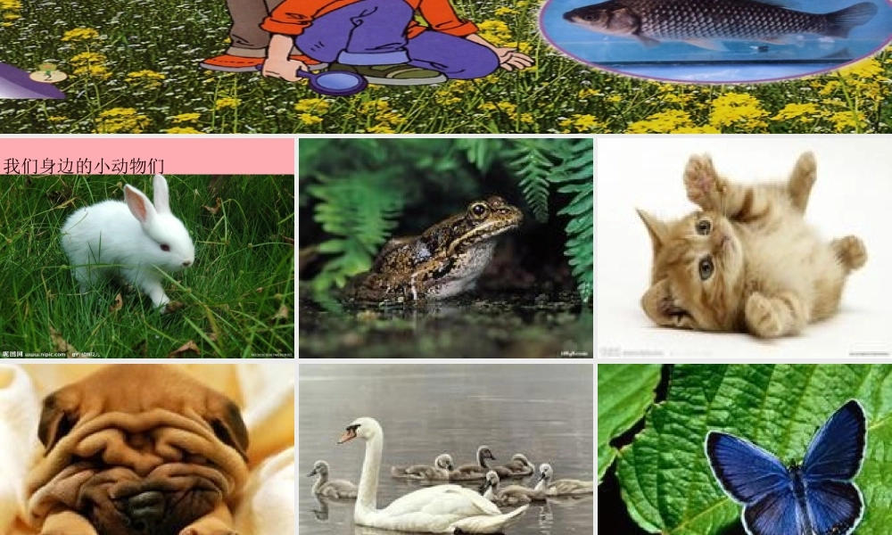 一年级科学上册 第7课 身边的动物课件1 冀教版-冀教版小学一年级上册自然科学课件