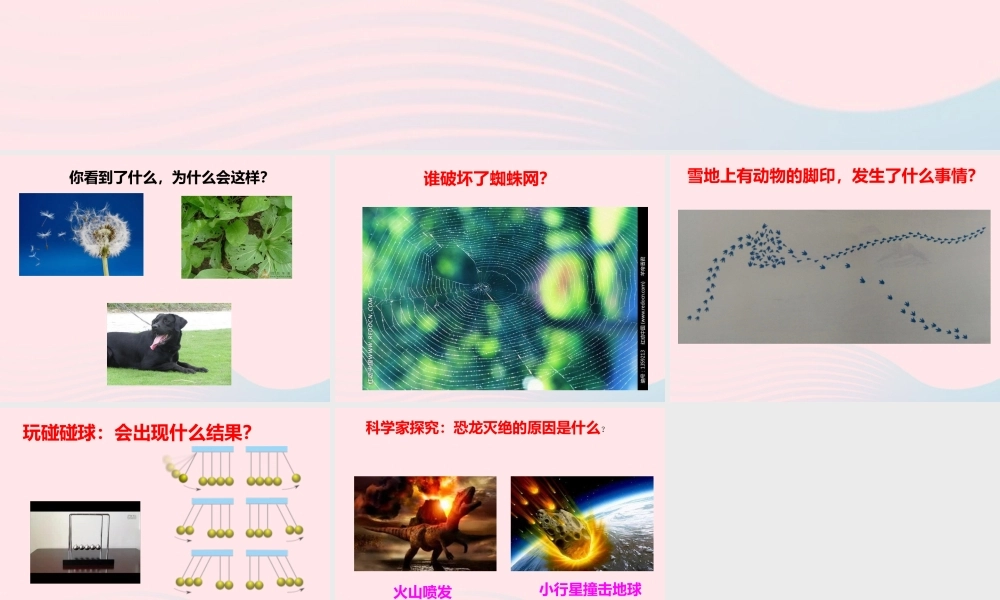 一年级科学上册 第7课《做个小侦探》课件（2） 苏教版-苏教版小学一年级上册自然科学课件