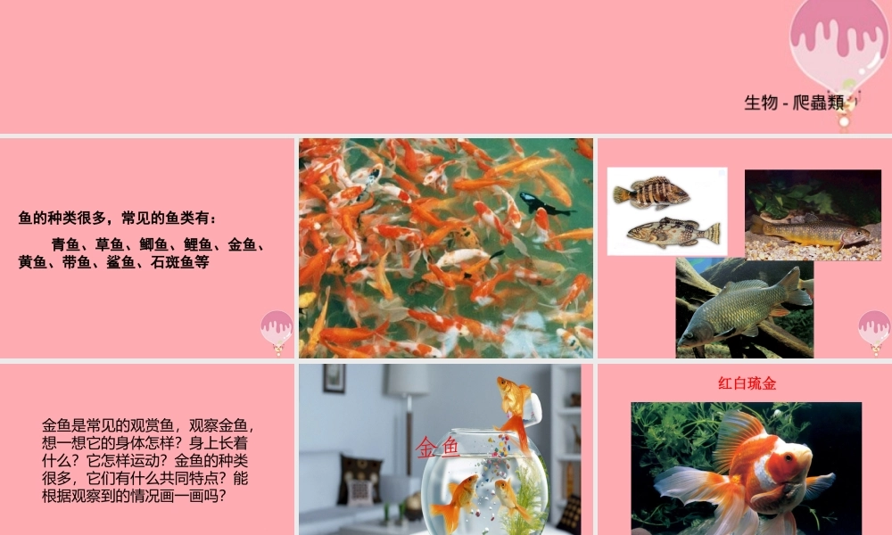 一年级科学上册 第9课 观察金鱼课件1 冀教版-冀教版小学一年级上册自然科学课件