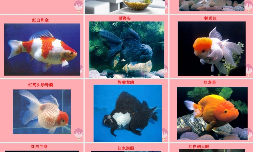 一年级科学上册 第9课 观察金鱼课件1 冀教版-冀教版小学一年级上册自然科学课件