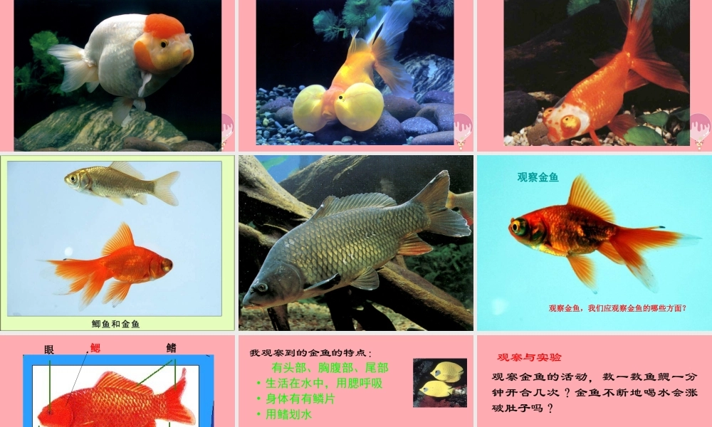 一年级科学上册 第9课 观察金鱼课件1 冀教版-冀教版小学一年级上册自然科学课件