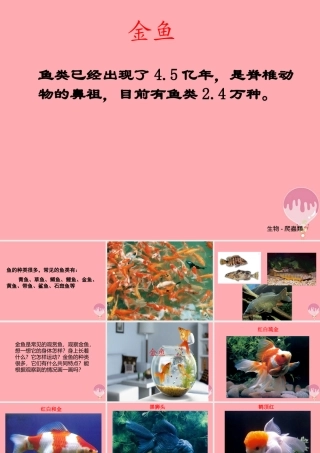 一年级科学上册 第9课 观察金鱼课件1 冀教版-冀教版小学一年级上册自然科学课件