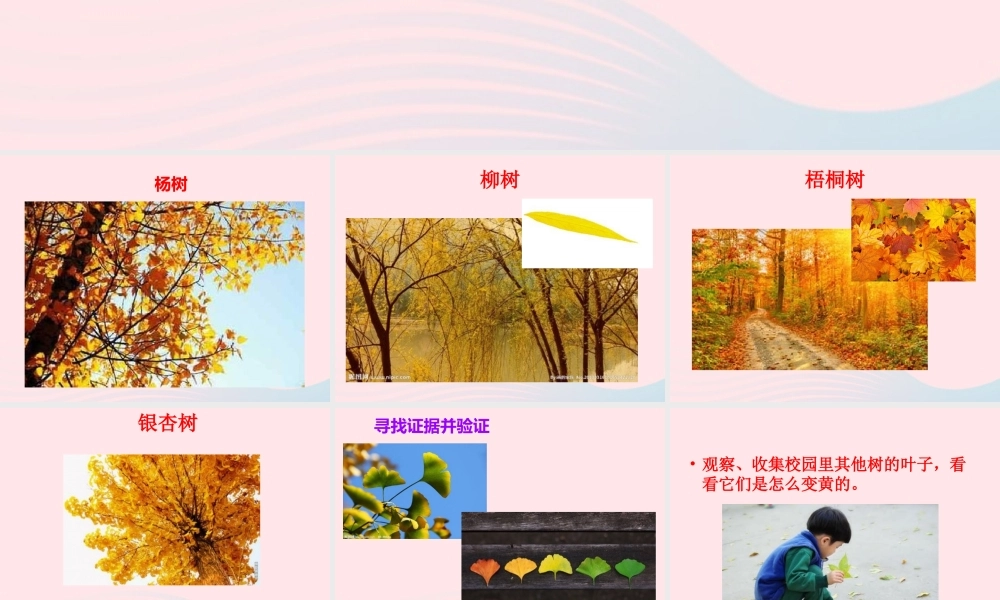 一年级科学上册 第9课《树叶变黄了》课件 苏教版-苏教版小学一年级上册自然科学课件