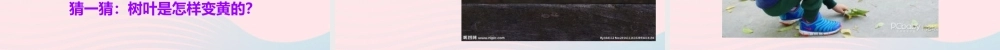 一年级科学上册 第9课《树叶变黄了》课件 苏教版-苏教版小学一年级上册自然科学课件