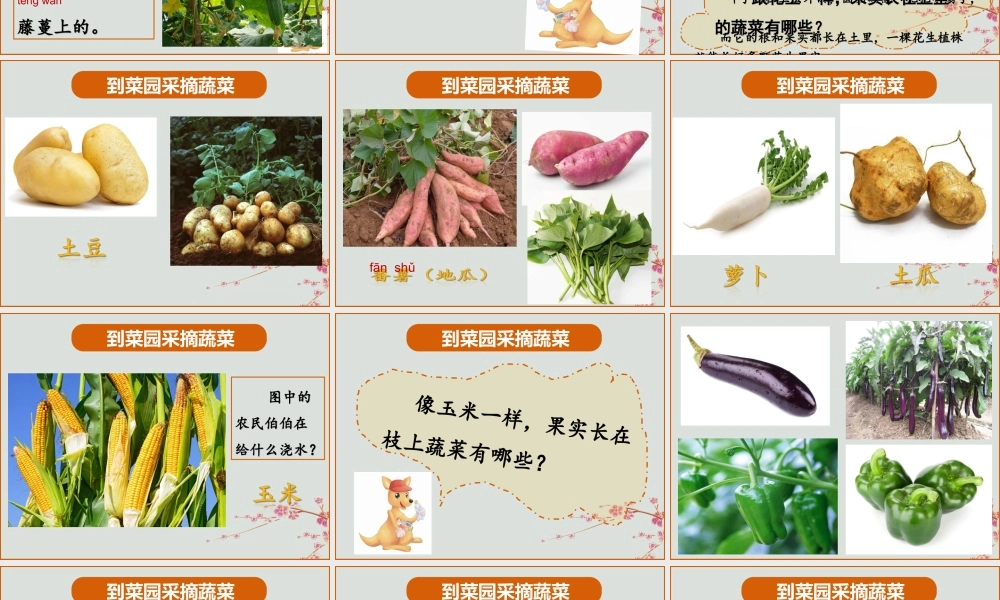 一年级科学上册 第二单元 水果和蔬菜 7 蔬菜长在哪里课件 （新版）粤教版-（新版）粤教版小学一年级上册自然科学课件