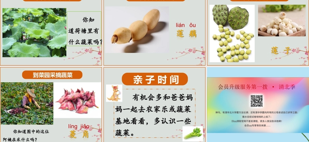 一年级科学上册 第二单元 水果和蔬菜 7 蔬菜长在哪里课件 （新版）粤教版-（新版）粤教版小学一年级上册自然科学课件