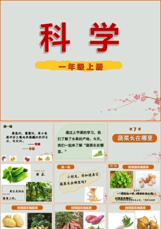 一年级科学上册 第二单元 水果和蔬菜 7 蔬菜长在哪里课件 （新版）粤教版-（新版）粤教版小学一年级上册自然科学课件