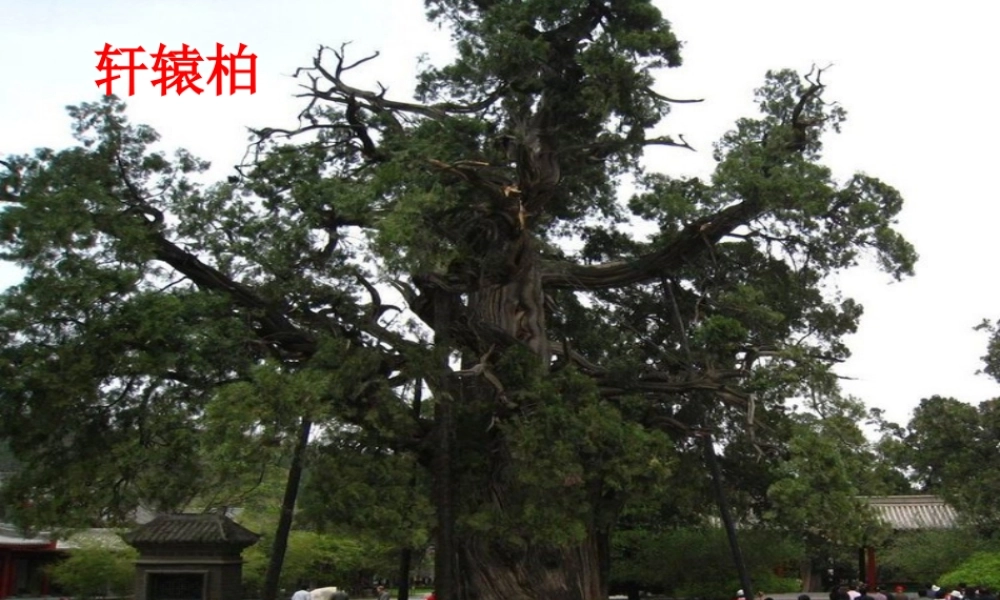 一年级科学上册 第三单元 我们的文具 10 常见的尺子课件3 （新版）粤教版-（新版）粤教版小学一年级上册自然科学课件