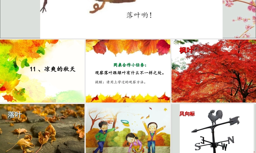 一年级科学上册 第四单元 四季 11 凉爽的秋天课件 （新版）粤教版-（新版）粤教版小学一年级上册自然科学课件
