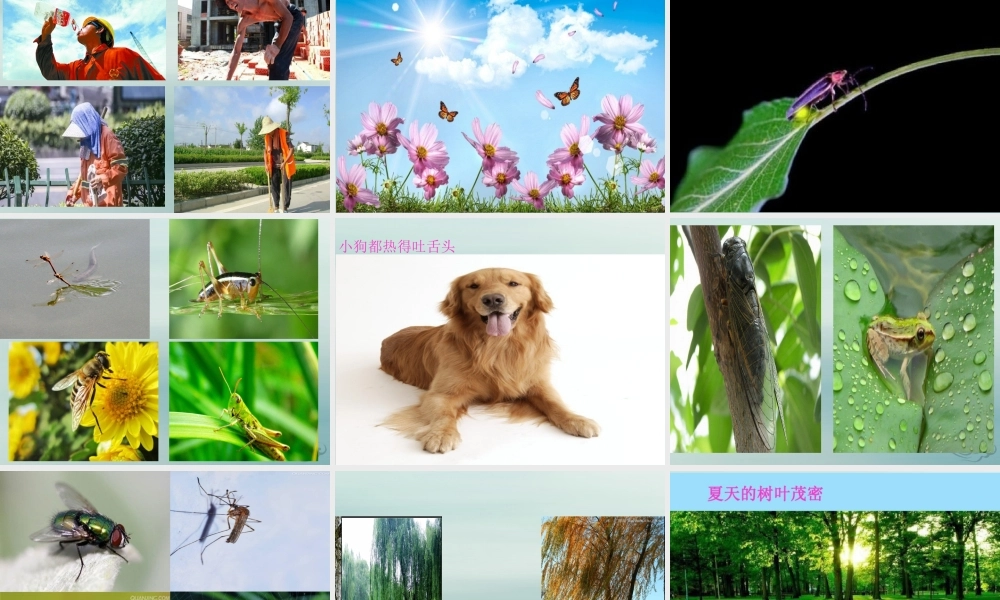 一年级科学上册 第四单元 四季 14 炎热的夏天课件 （新版）粤教版-（新版）粤教版小学一年级上册自然科学课件