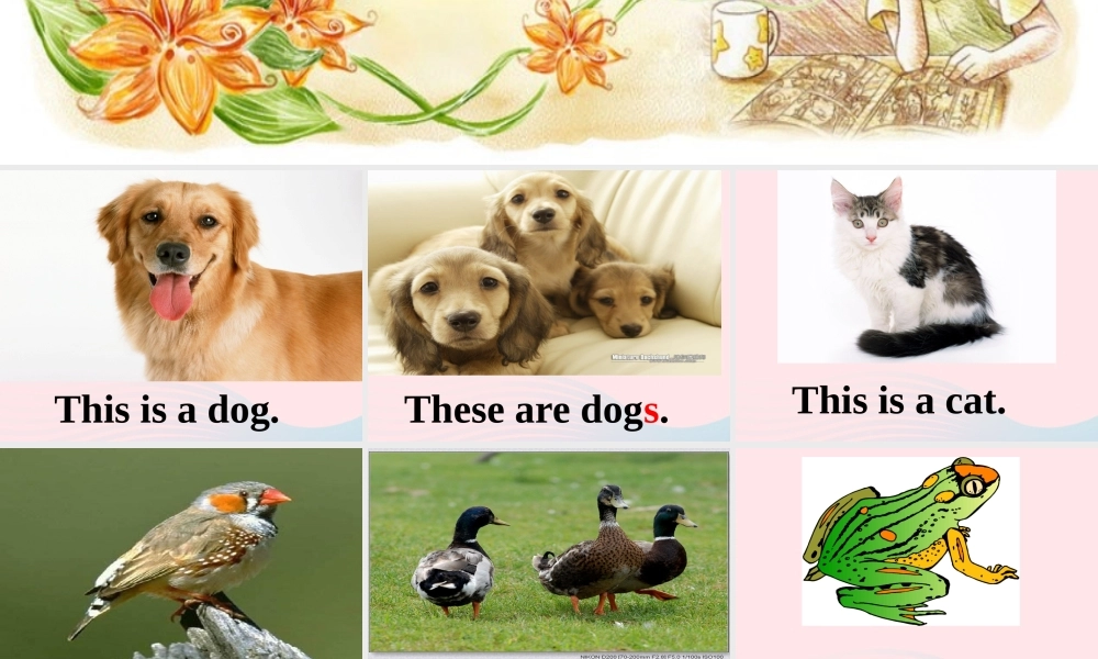 一年级英语下册 Module 5 unit1 Unit 1 They’re cows课件 外研版（一起）-外研版小学一年级下册英语课件