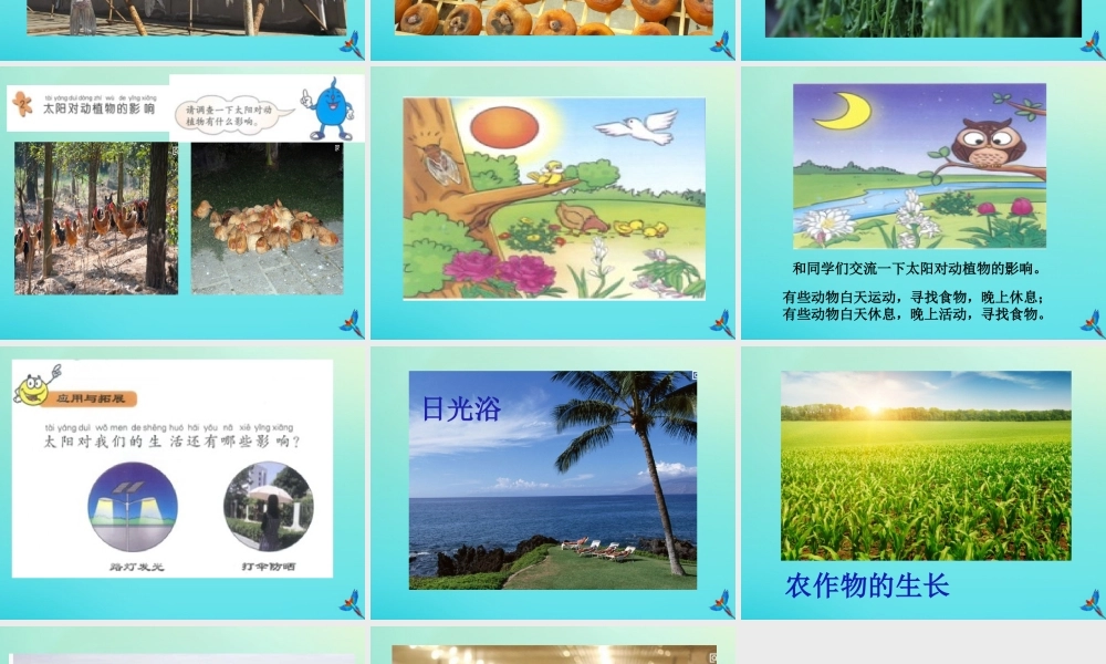 一年级科学下册 2 太阳和月亮 7 太阳与生活课件 冀人版-人教版小学一年级下册自然科学课件