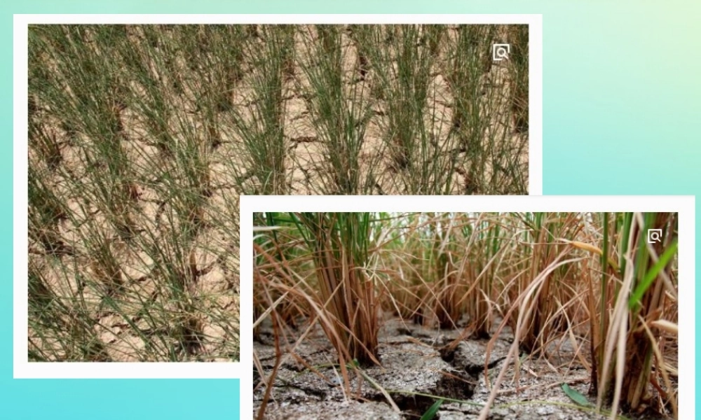 一年级科学下册 3 天气与生活 10 天气与动植物课件 冀人版-人教版小学一年级下册自然科学课件