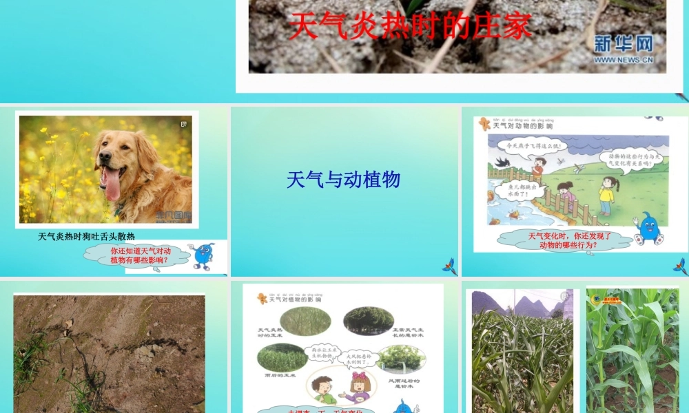 一年级科学下册 3 天气与生活 10 天气与动植物课件 冀人版-人教版小学一年级下册自然科学课件
