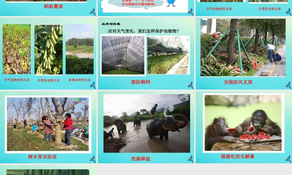 一年级科学下册 3 天气与生活 10 天气与动植物课件 冀人版-人教版小学一年级下册自然科学课件