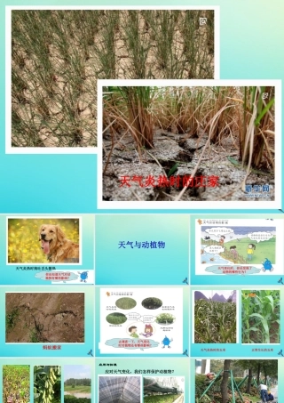 一年级科学下册 3 天气与生活 10 天气与动植物课件 冀人版-人教版小学一年级下册自然科学课件