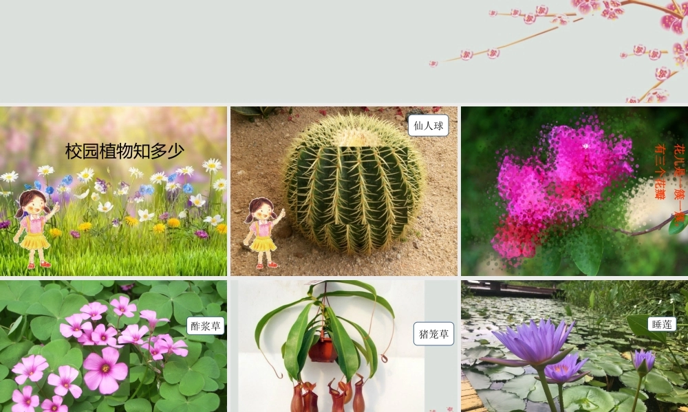 一年级科学下册 第4单元 校园里的生物 14 校园里的植物课件 （新版）粤教版-（新版）粤教版小学一年级下册自然科学课件