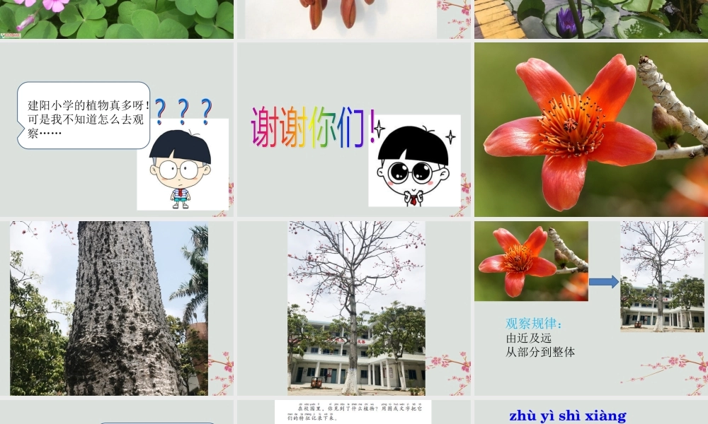 一年级科学下册 第4单元 校园里的生物 14 校园里的植物课件 （新版）粤教版-（新版）粤教版小学一年级下册自然科学课件