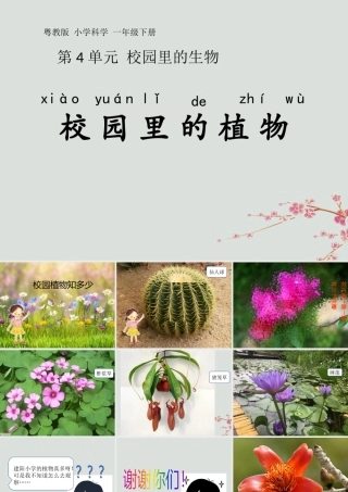 一年级科学下册 第4单元 校园里的生物 14 校园里的植物课件 （新版）粤教版-（新版）粤教版小学一年级下册自然科学课件