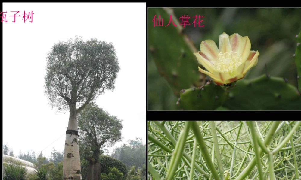 一年级科学下册 第11课《多姿多彩的植物》参考课件 苏教版-苏教版小学一年级下册自然科学课件