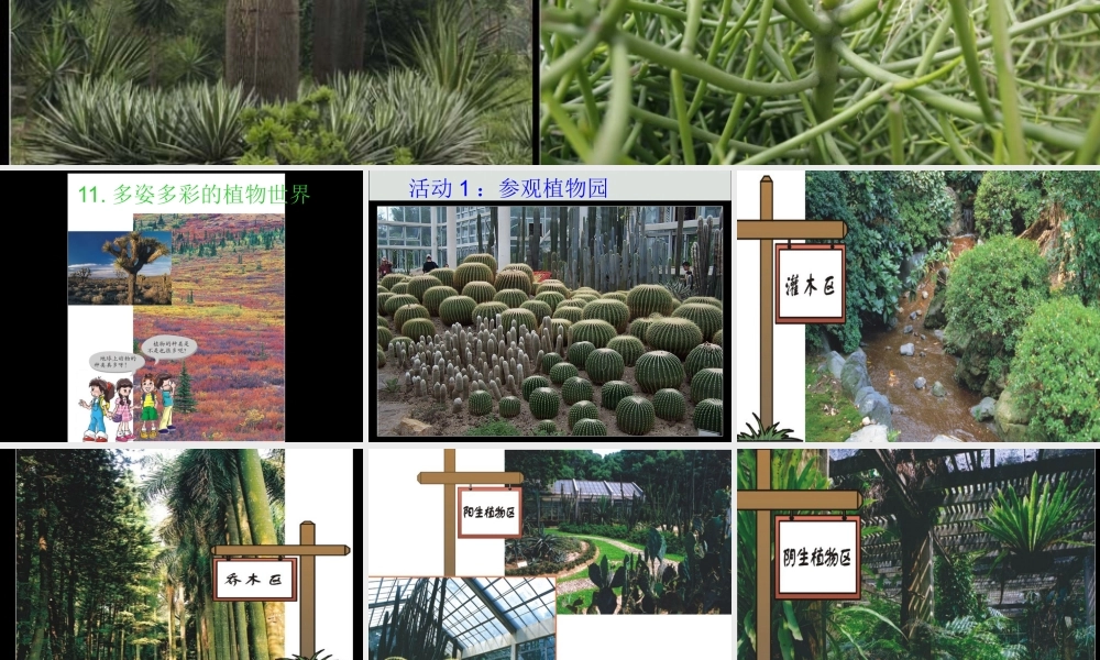 一年级科学下册 第11课《多姿多彩的植物》参考课件 苏教版-苏教版小学一年级下册自然科学课件
