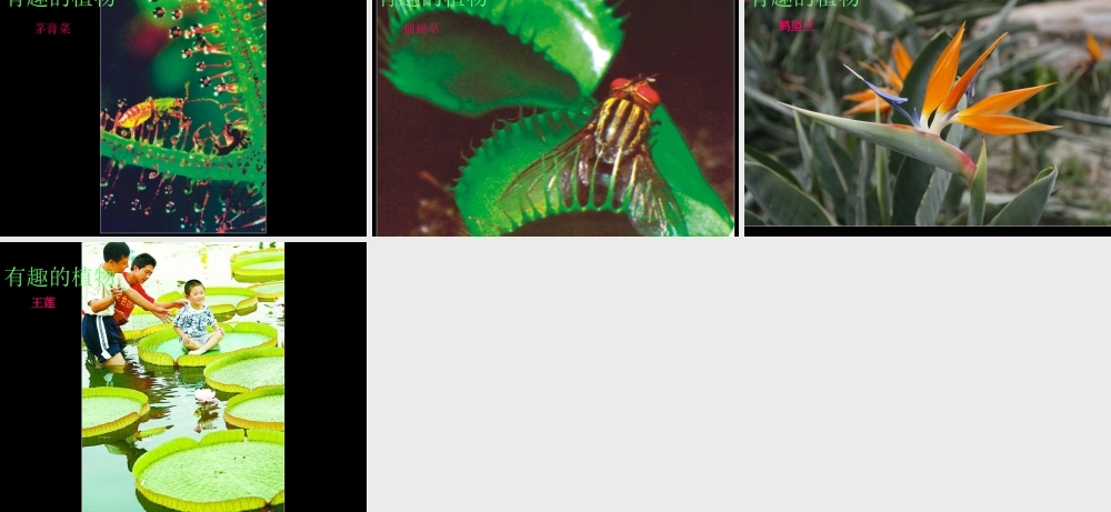 一年级科学下册 第11课《多姿多彩的植物》参考课件 苏教版-苏教版小学一年级下册自然科学课件