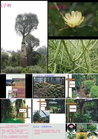 一年级科学下册 第11课《多姿多彩的植物》参考课件 苏教版-苏教版小学一年级下册自然科学课件