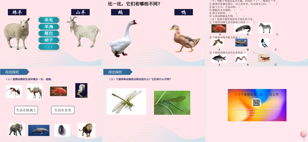一年级科学下册 第二单元 认识周围的动物 4常见的小动物课件 青岛版六三制-青岛版小学一年级下册自然科学课件