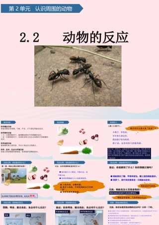 一年级科学下册 第二单元 认识周围的动物 5动物的反应课件 青岛版六三制-青岛版小学一年级下册自然科学课件