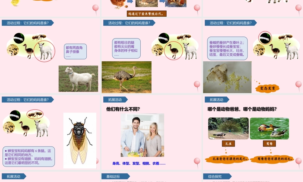 一年级科学下册 第二单元 认识周围的动物 7小动物找妈妈课件 青岛版六三制-青岛版小学一年级下册自然科学课件