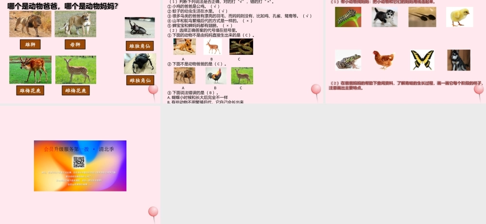 一年级科学下册 第二单元 认识周围的动物 7小动物找妈妈课件 青岛版六三制-青岛版小学一年级下册自然科学课件