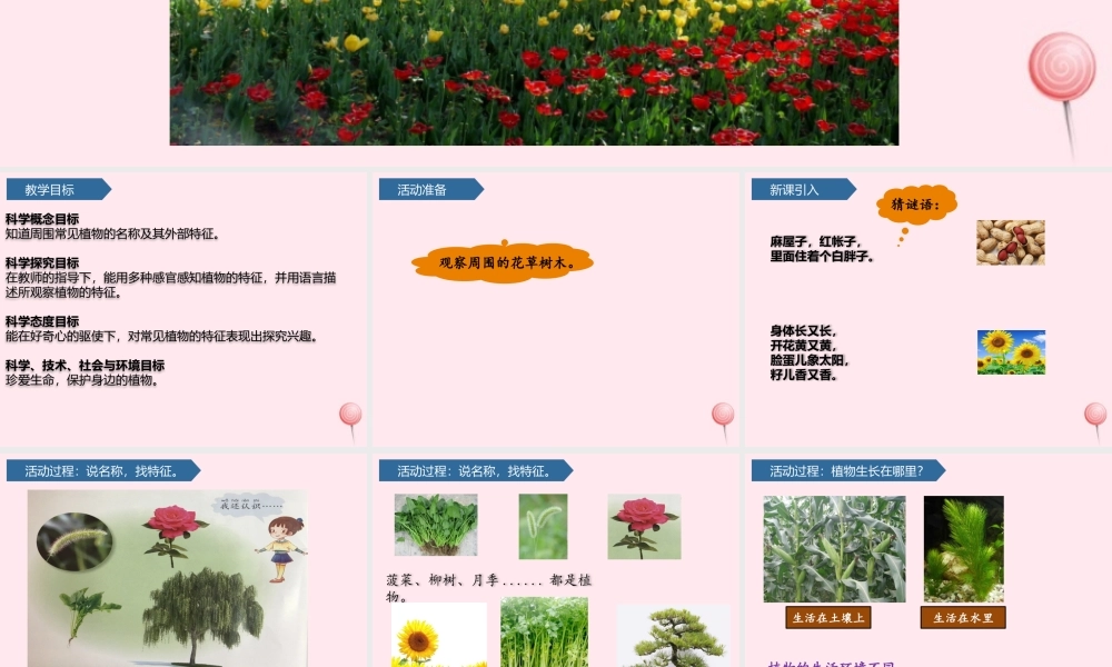 一年级科学下册 第三单元 和植物捏个手 8我们周围的植物课件 青岛版六三制-青岛版小学一年级下册自然科学课件