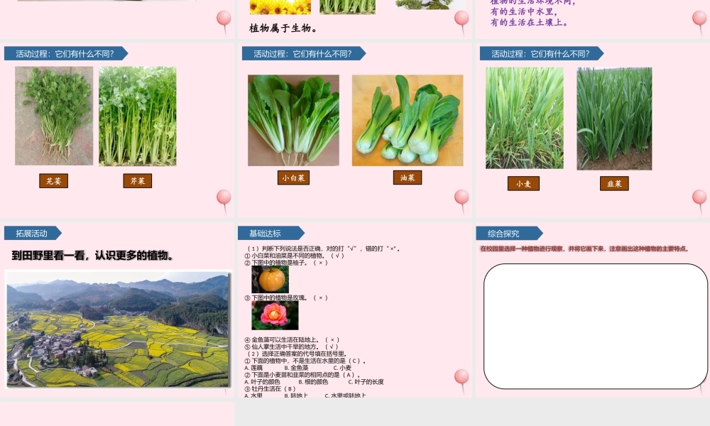 一年级科学下册 第三单元 和植物捏个手 8我们周围的植物课件 青岛版六三制-青岛版小学一年级下册自然科学课件