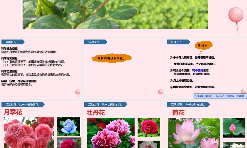 一年级科学下册 第三单元 和植物捏个手 9看花认植物课件 青岛版六三制-青岛版小学一年级下册自然科学课件