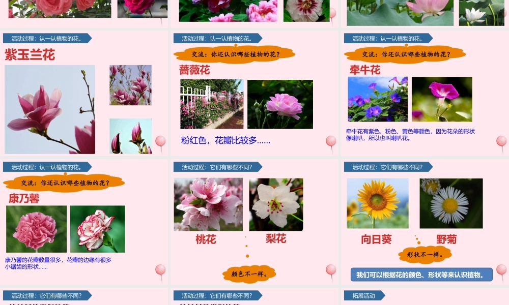 一年级科学下册 第三单元 和植物捏个手 9看花认植物课件 青岛版六三制-青岛版小学一年级下册自然科学课件