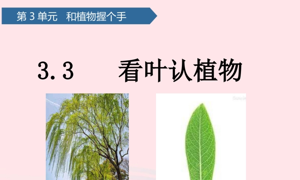 一年级科学下册 第三单元 和植物捏个手 10看叶认植物课件 青岛版六三制-青岛版小学一年级下册自然科学课件