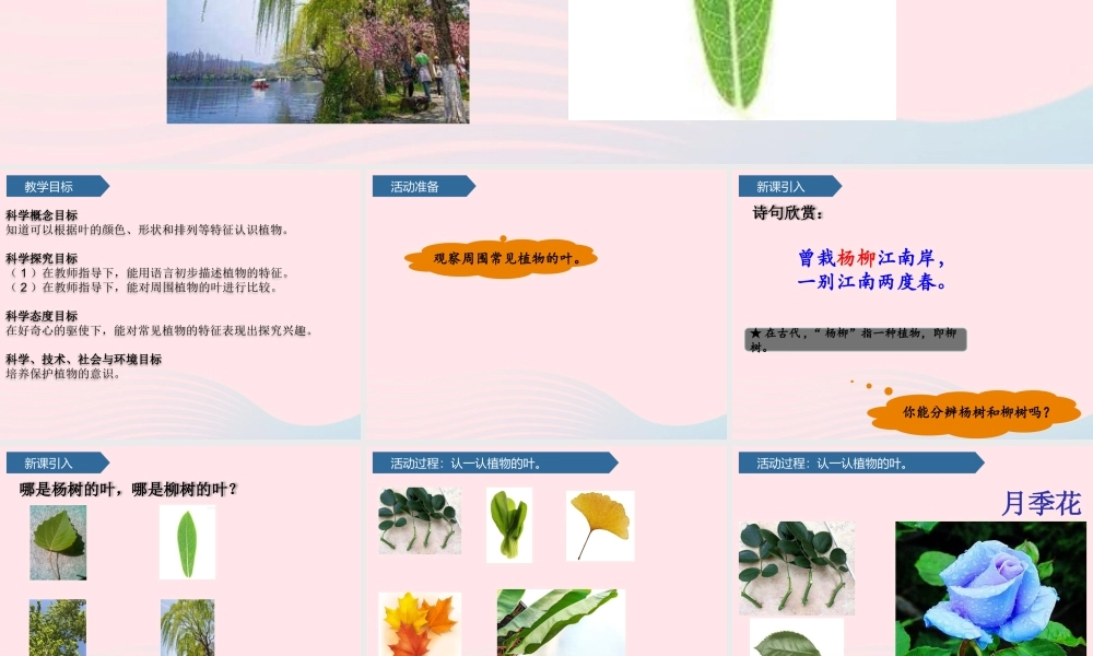 一年级科学下册 第三单元 和植物捏个手 10看叶认植物课件 青岛版六三制-青岛版小学一年级下册自然科学课件