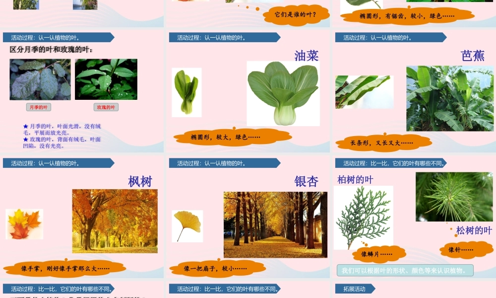 一年级科学下册 第三单元 和植物捏个手 10看叶认植物课件 青岛版六三制-青岛版小学一年级下册自然科学课件