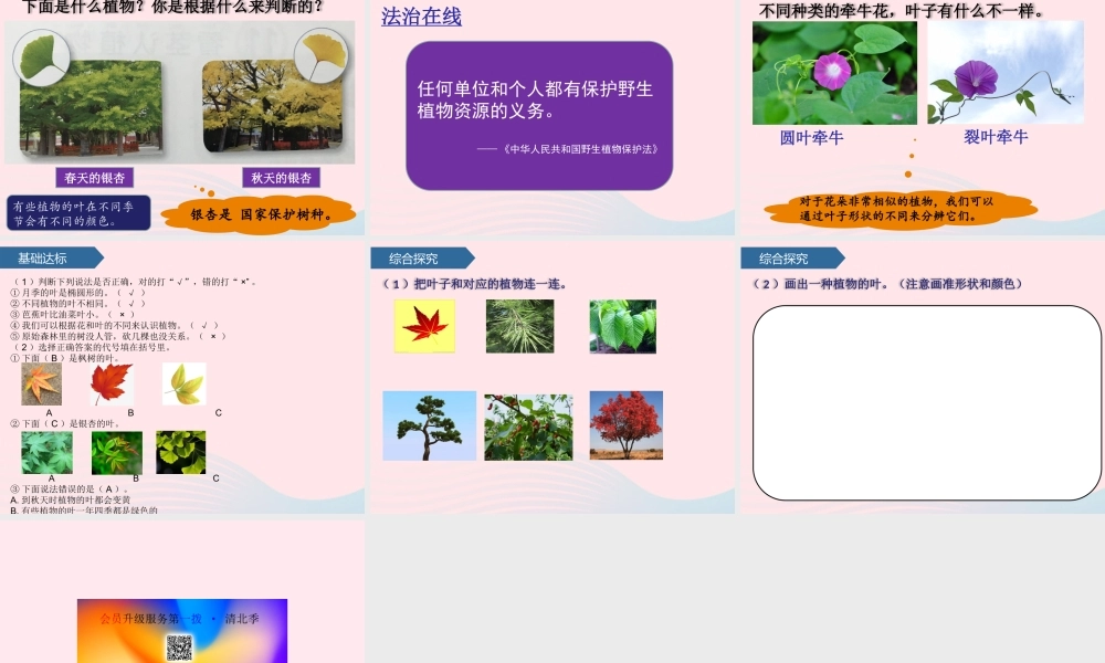 一年级科学下册 第三单元 和植物捏个手 10看叶认植物课件 青岛版六三制-青岛版小学一年级下册自然科学课件