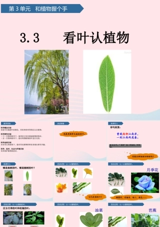 一年级科学下册 第三单元 和植物捏个手 10看叶认植物课件 青岛版六三制-青岛版小学一年级下册自然科学课件