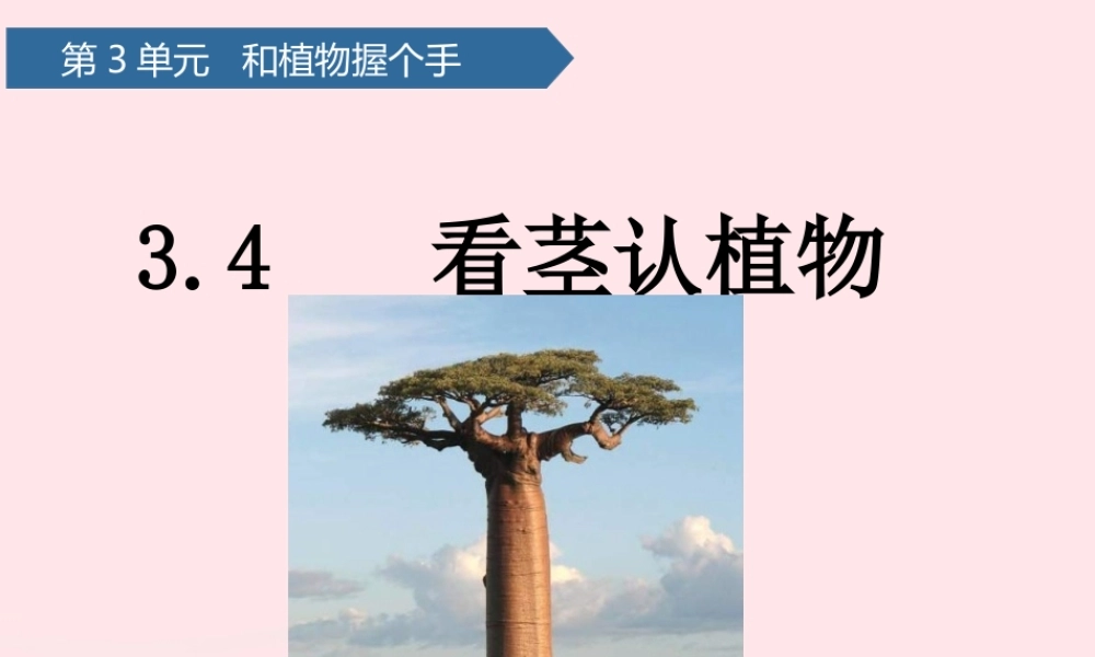 一年级科学下册 第三单元 和植物捏个手 11看茎认植物课件 青岛版六三制-青岛版小学一年级下册自然科学课件